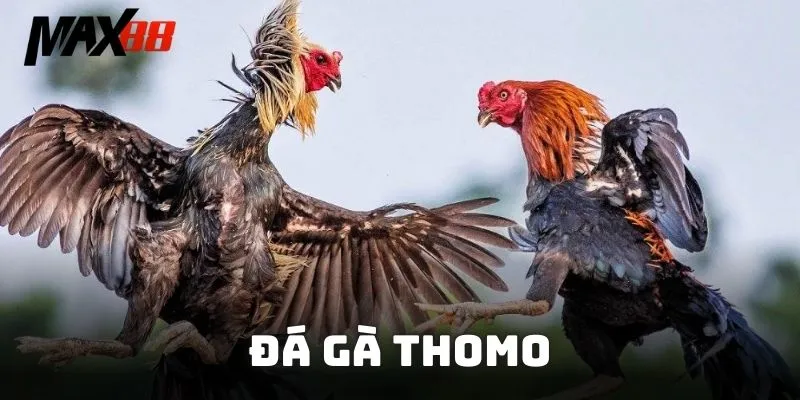 Đá Gà Thomo